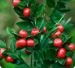 Butchers Broom
