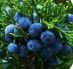 Juniper Berry