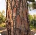 Pine Bark Extract